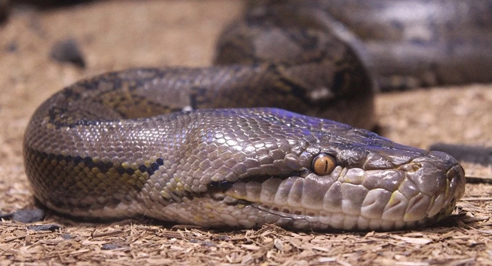 Βίντεο-σοκ! Δηλητηριώδες φίδι δάγκωσε πάστορα στις ΗΠΑ